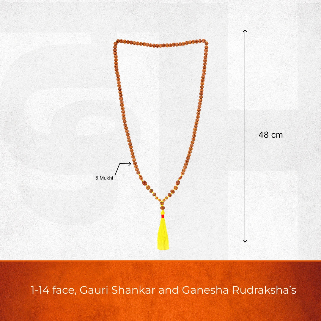 1 - 14 Mukhi Rudraksha Mala - Image 4