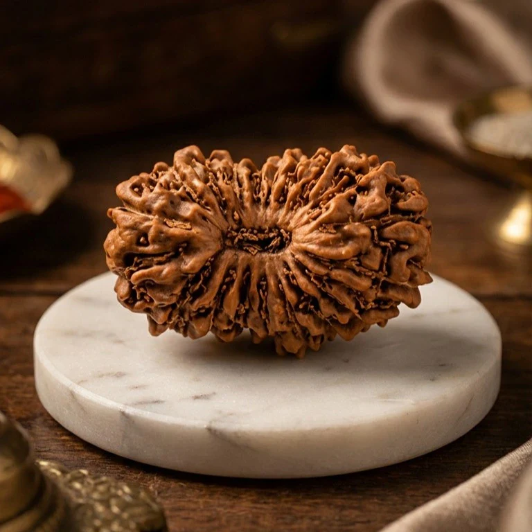19 Mukhi Rudraksha (Nepal Origin) - Image 3