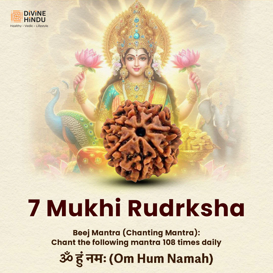 7 Mukhi Nepali Rudraksha with FREE 5 Mukhi Nepali Rudraksha - Image 5